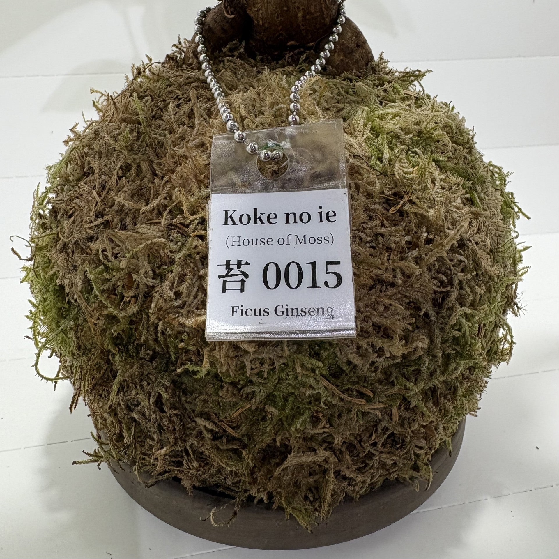 Koke no ie #0015