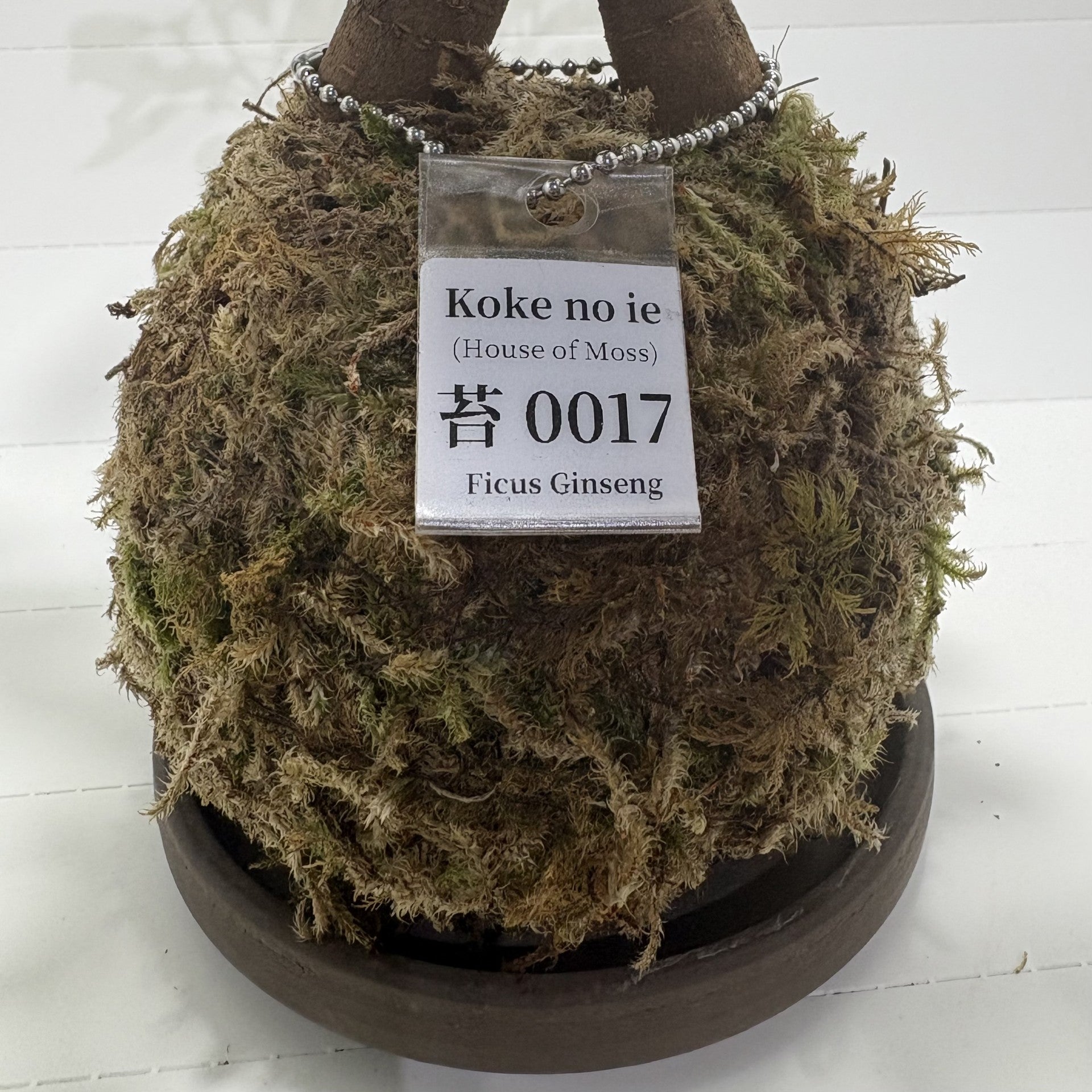 Koke no ie #0017