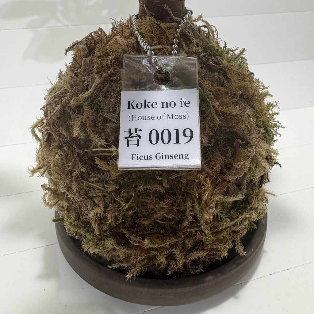 Koke no ie #0019