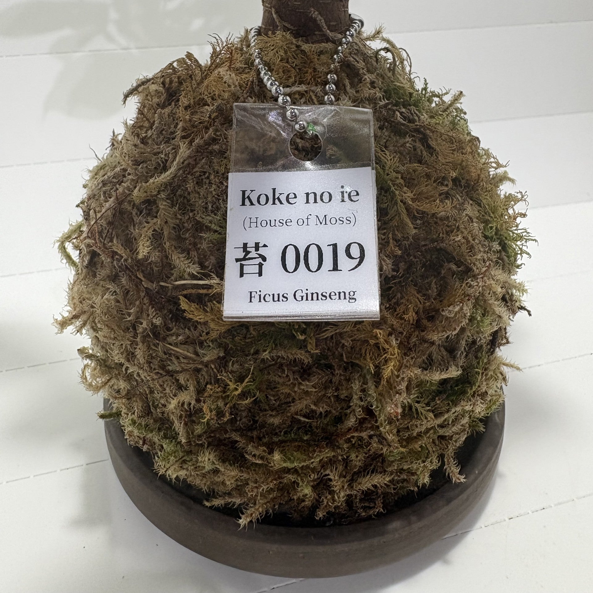 Koke no ie #0019