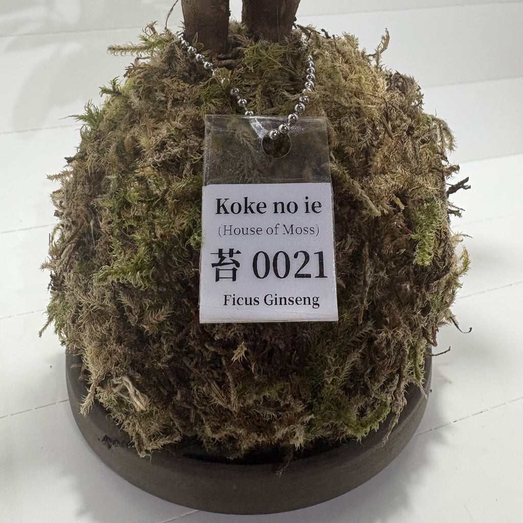 Koke no ie #0021