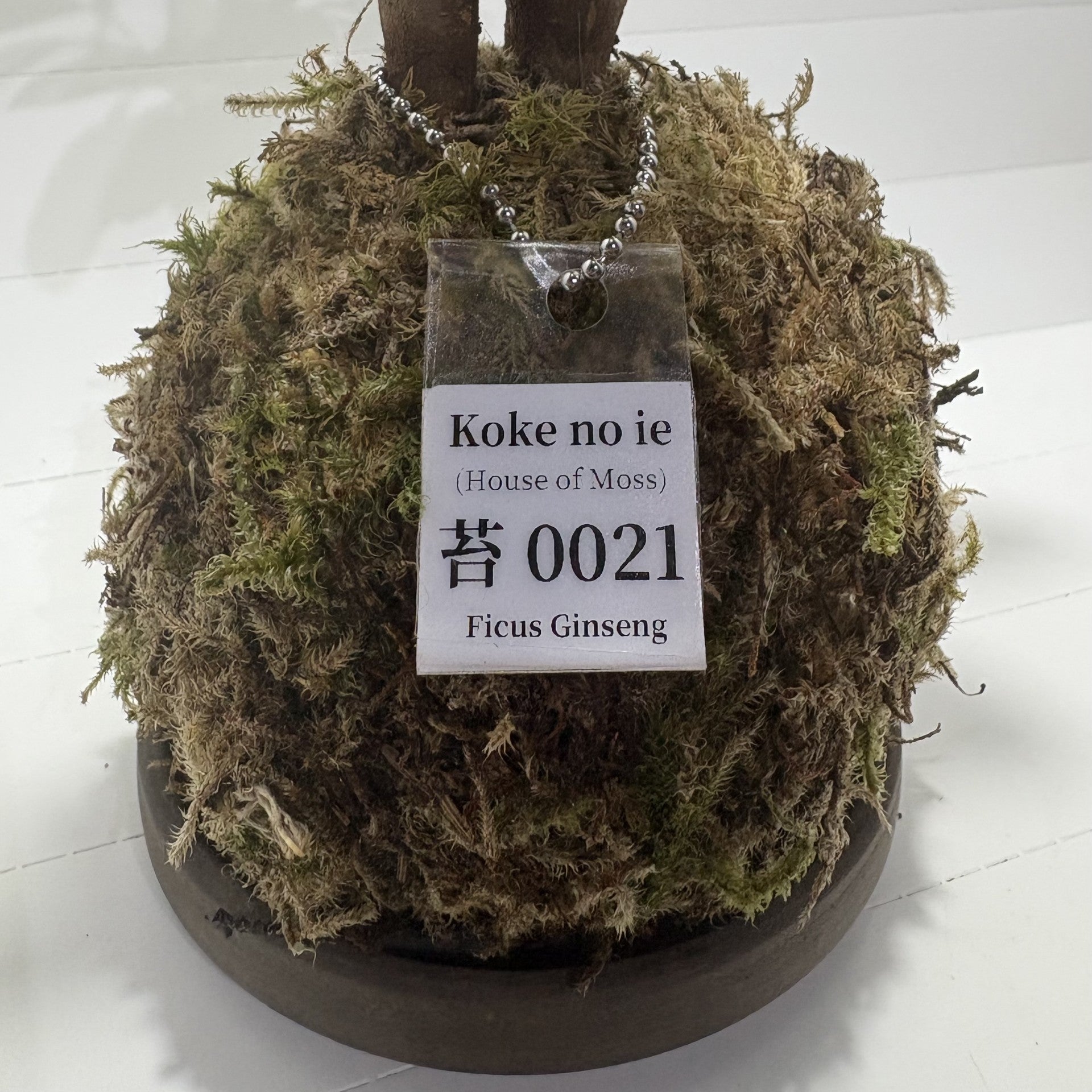 Koke no ie #0021