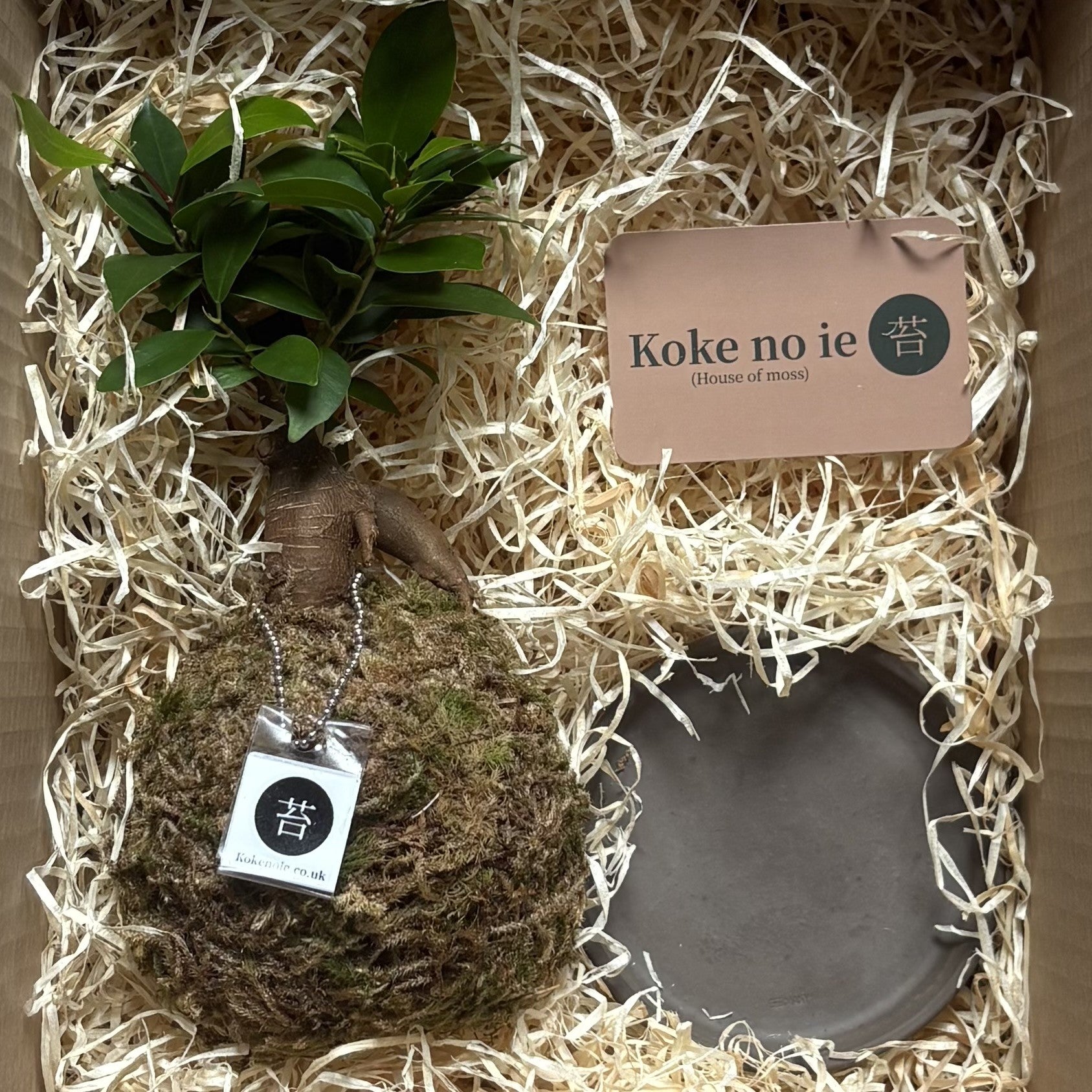 Koke no ie #0018   -   (Now living in Milton Keynes)